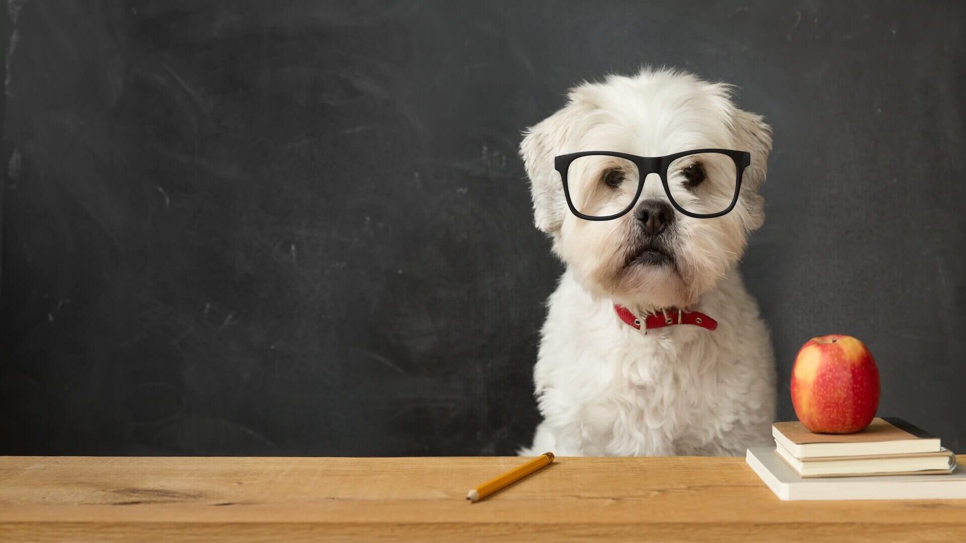 dog at school 2024 12 04 20 36 57 utc 2 1 edited